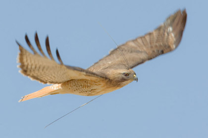 Red-tailed Hawk