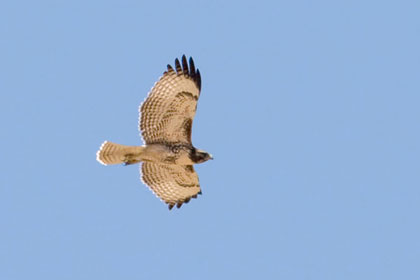 Red-tailed Hawk