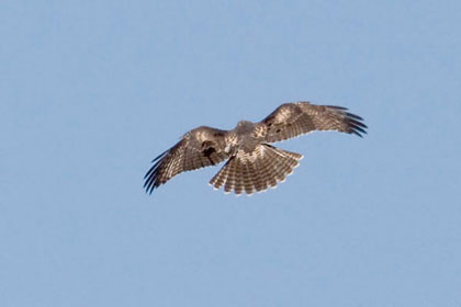 Red-tailed Hawk Photo @ Kiwifoto.com