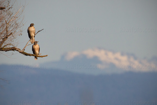 Red-tailed Hawk Photo @ Kiwifoto.com