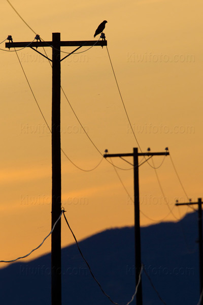 Red-tailed Hawk Photo @ Kiwifoto.com