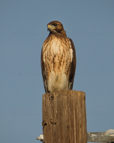 Red-tailed Hawk Photo @ Kiwifoto.com