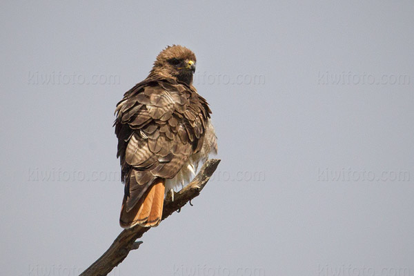 Red-tailed Hawk Photo @ Kiwifoto.com