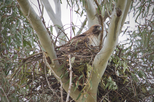 Red-tailed Hawk Image @ Kiwifoto.com