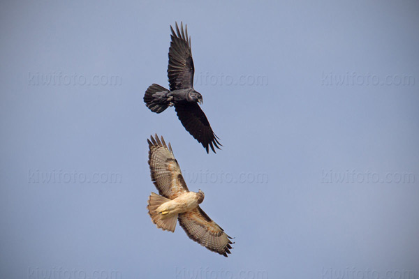 Red-tailed Hawk (w/Common Raven)