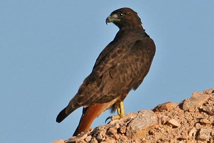 Red-tailed Hawk (Harlan's Hawk)