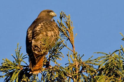 Red-tailed Hawk (Rufous Morph)