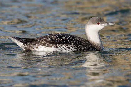 Red-throated Loon Image @ Kiwifoto.com