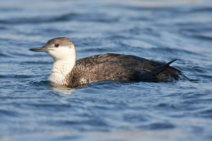 Red-throated Loon Photo @ Kiwifoto.com