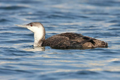 Red-throated Loon Image @ Kiwifoto.com