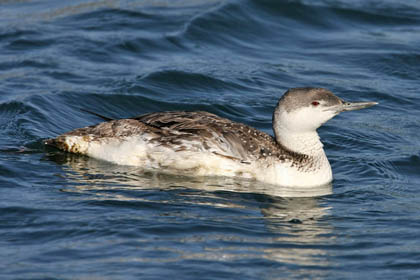 Red-throated Loon Photo @ Kiwifoto.com