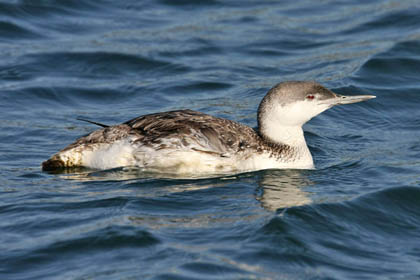 Red-throated Loon Image @ Kiwifoto.com