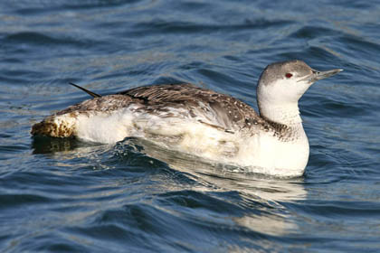 Red-throated Loon Picture @ Kiwifoto.com