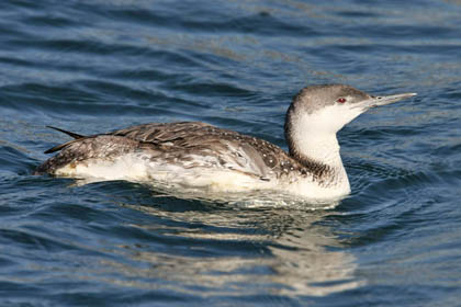 Red-throated Loon Image @ Kiwifoto.com