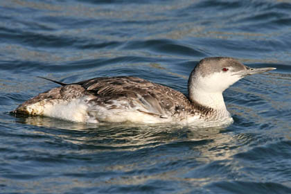 Red-throated Loon