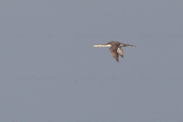 Red-throated Loon Image @ Kiwifoto.com