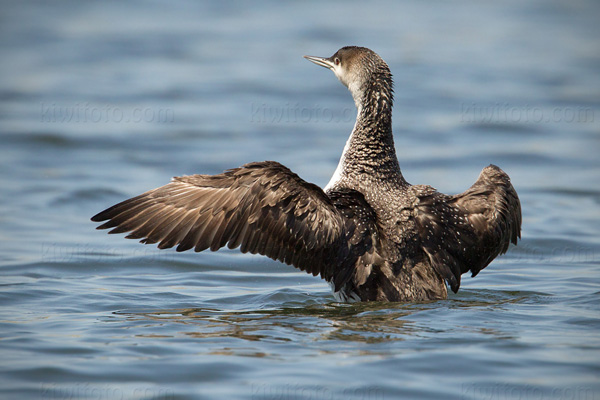 Red-throated Loon Photo @ Kiwifoto.com