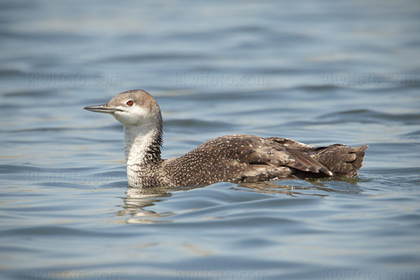 Red-throated Loon Image @ Kiwifoto.com