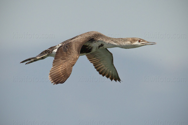 Red-throated Loon Photo @ Kiwifoto.com