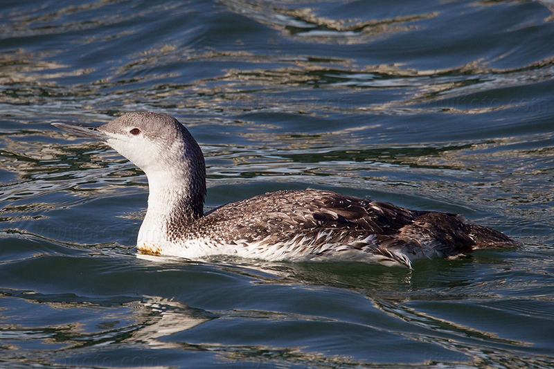 Red-throated Loon @ Ballona Creek, CA