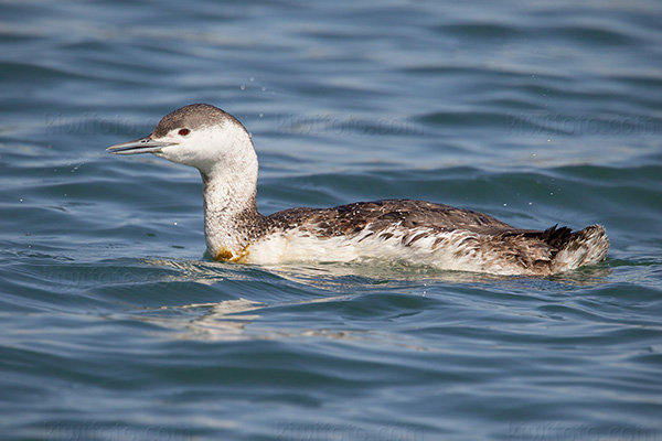 Red-throated Loon Photo @ Kiwifoto.com