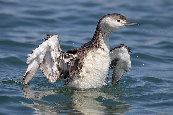 Red-throated Loon Image @ Kiwifoto.com
