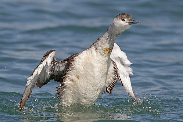 Red-throated Loon Image @ Kiwifoto.com