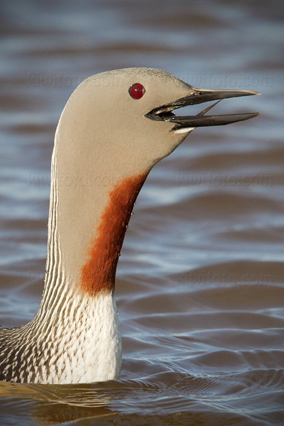 Red-throated Loon Photo @ Kiwifoto.com