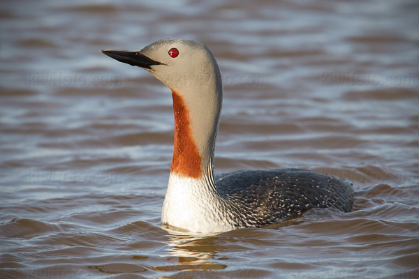 Red-throated Loon