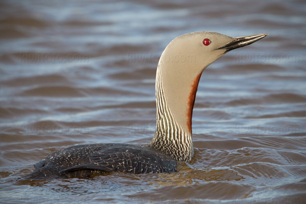 Red-throated Loon Photo @ Kiwifoto.com