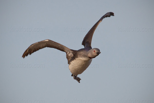 Red-throated Loon Picture @ Kiwifoto.com