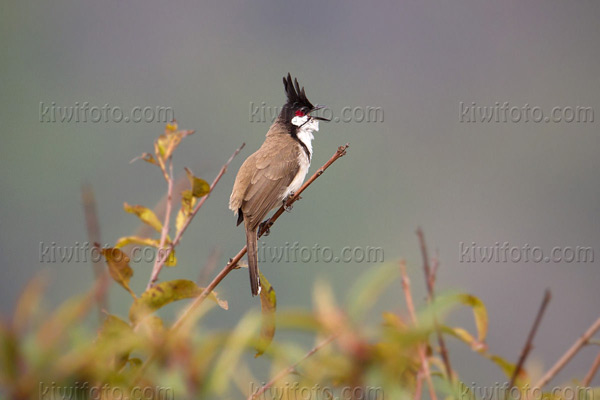 Red-whiskered Bulbul Image @ Kiwifoto.com