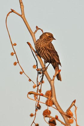 Red-winged Blackbird (female)