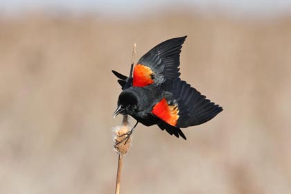 Red-winged Blackbird Picture @ Kiwifoto.com