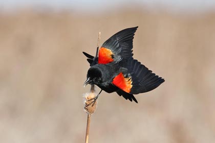 Red-winged Blackbird Image @ Kiwifoto.com