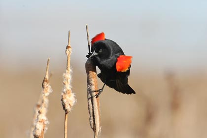 Red-winged Blackbird Image @ Kiwifoto.com
