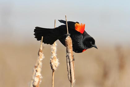 Red-winged Blackbird Picture @ Kiwifoto.com