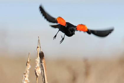 Red-winged Blackbird Photo @ Kiwifoto.com