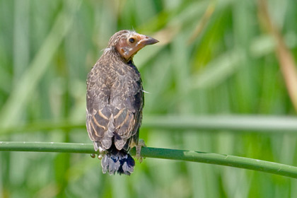Red-winged Blackbird (juvenile)