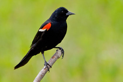 Red-winged Blackbird Photo @ Kiwifoto.com