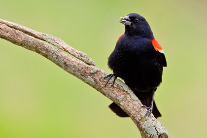 Red-winged Blackbird Photo @ Kiwifoto.com