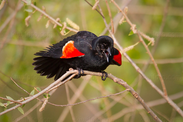 Red-winged Blackbird Image @ Kiwifoto.com