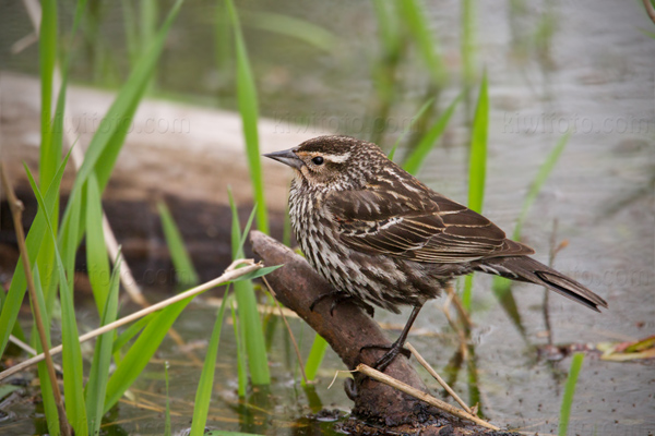 Red-winged Blackbird Photo @ Kiwifoto.com