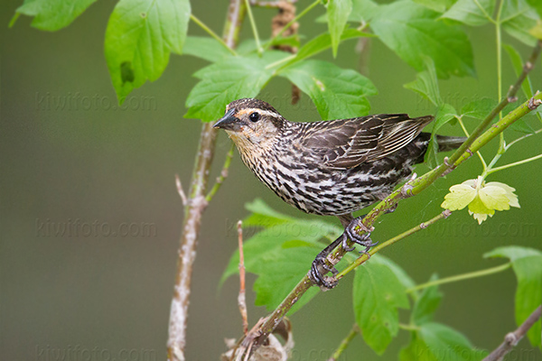 Red-winged Blackbird Photo @ Kiwifoto.com