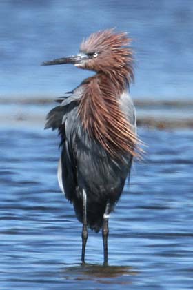 Reddish Egret Image @ Kiwifoto.com