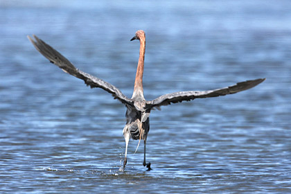 Reddish Egret Picture @ Kiwifoto.com