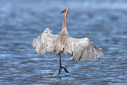 Reddish Egret Photo @ Kiwifoto.com