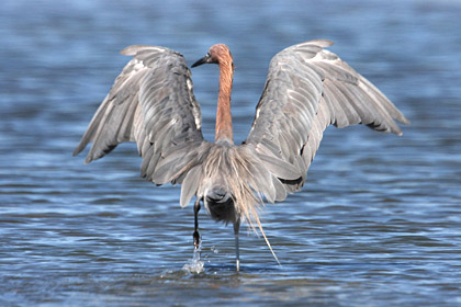 Reddish Egret Image @ Kiwifoto.com