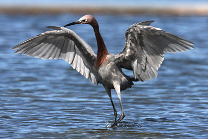 Reddish Egret Photo @ Kiwifoto.com