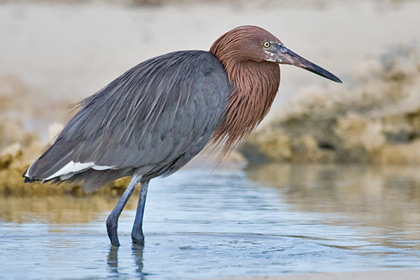 Reddish Egret Image @ Kiwifoto.com